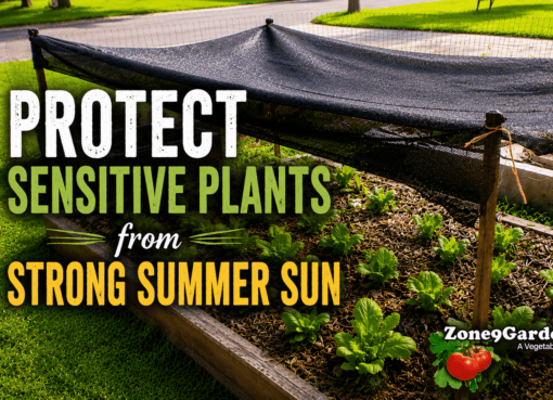 Protect Plants From Summer Sun