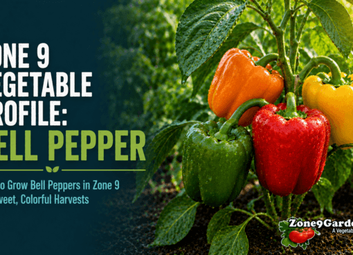 Zone 9 Bell Pepper Profile