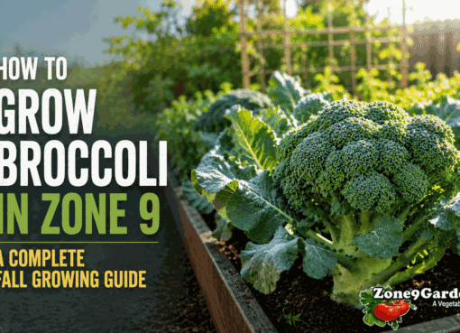 How to Grow Broccoli in Zone 9