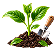 Zone 9 Growing Tips