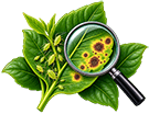 Zone 9 Pests & Diseases