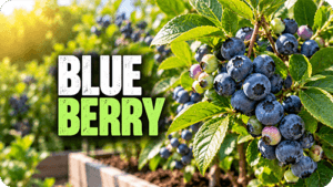 Blue Berry Profile
