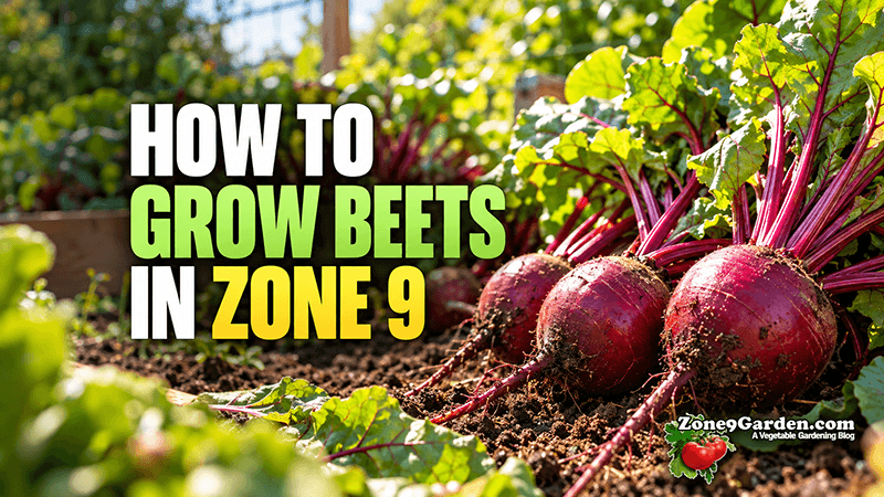 How to Grow Beets in Zone 9 | Zone 9 Garden How to Grow Beets in Zone 9
