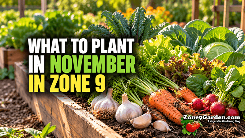 Zone 9 November Planting Guide
