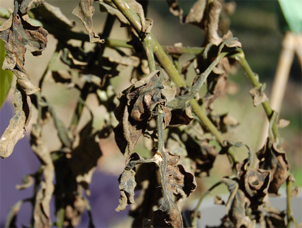 Zone 9 Gardening - Frozen Tomato Plant