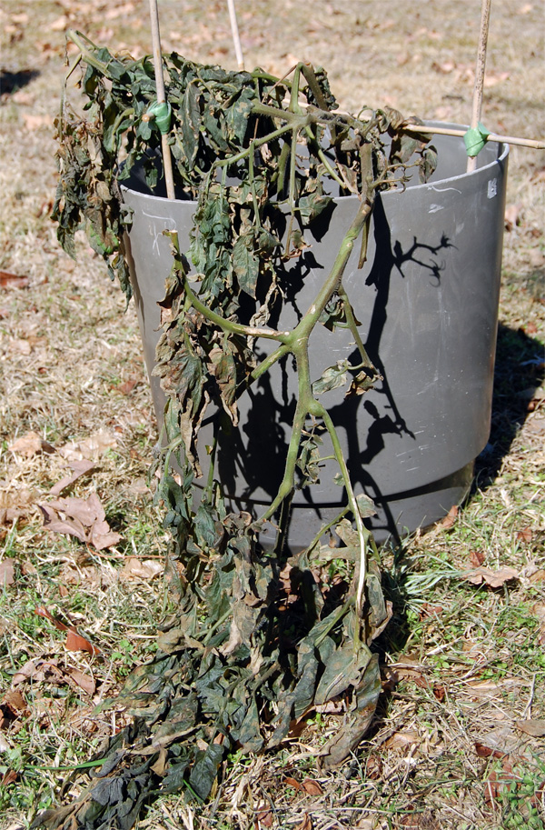 Vegetable Gardening Blog - Frozen Tomato Plant