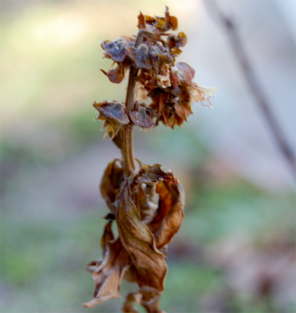 Zone 9 Garden - Frozen Basil Plant