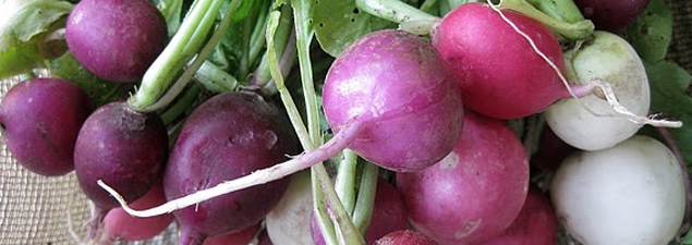 Radish Vegetable Profile