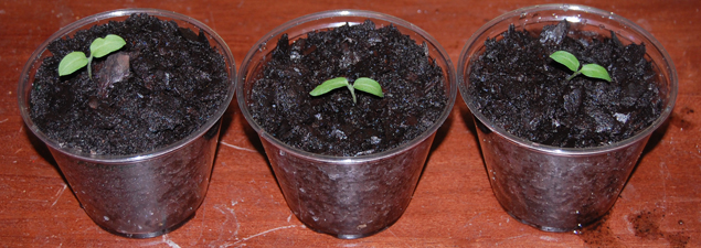 Eggplant Seedlings