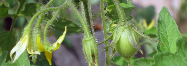 Roma Tomatoes Setting Fruit