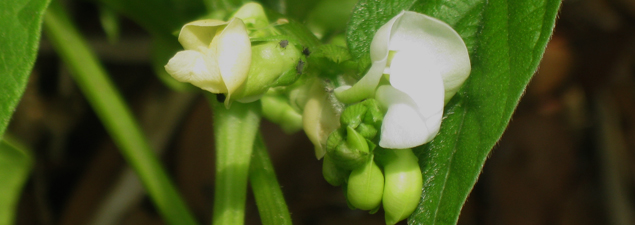 Green Beans in Bloom