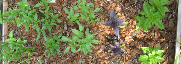 Basil Verities