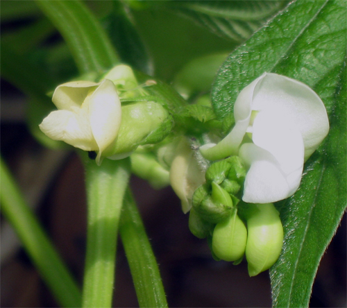 Blooming Green Beans