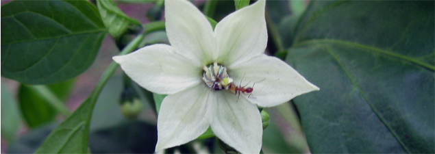 Jalapeno Bloom