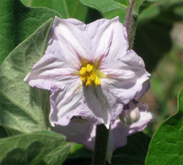 Eggplant Flower