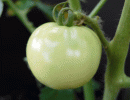 View The Tomatoes Album