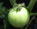 View The Tomatoes Album