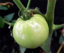 View The Tomatoes Album