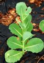 View The Leafy Greens Album