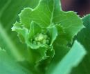 View The Leafy Greens Album