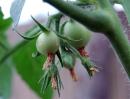 View The Tomatoes Album