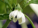 View The Peppers Album