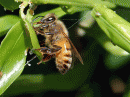 View The insects Album