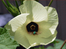 View The Okra Album