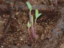 View The Leafy Greens Album