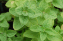 View The Herbs Album
