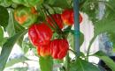 View The Peppers Album