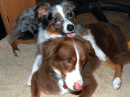View The Dogs Album