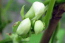 View The Beans and Peas Album