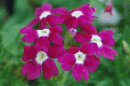 View The Flowers Album