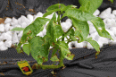 View The Peppers Album