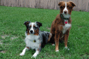 View The Dogs Album