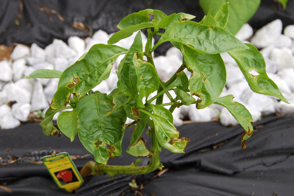 Rain Damaged Bell Peppers