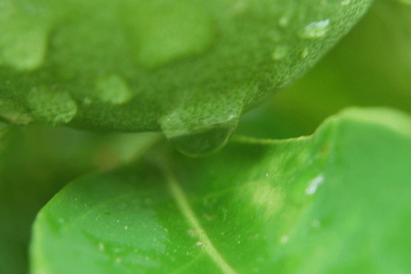 Rainfall on Orange Tree