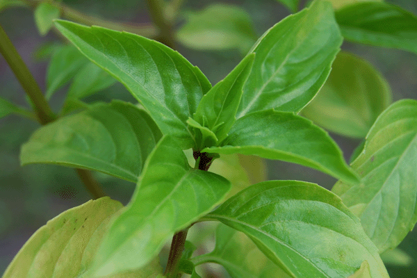 Cinnamon Basil