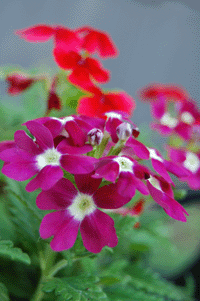 red vebena