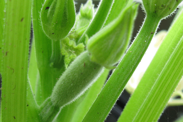 Female Zucchini Flower Another Female Flower