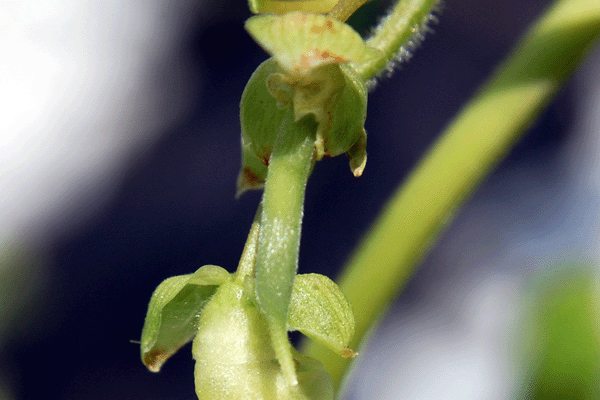 Immature Kentucky Wonder Green Bean