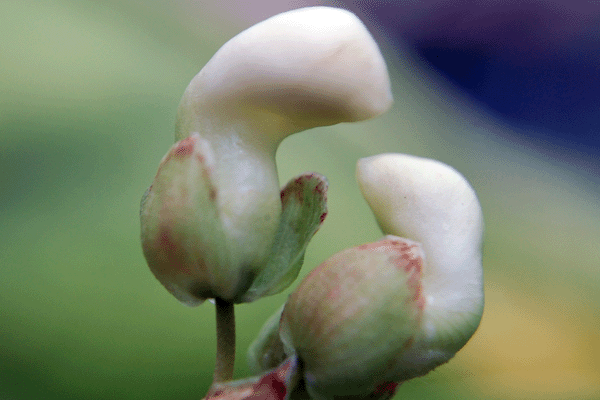 Kentucky Wonder Flowers