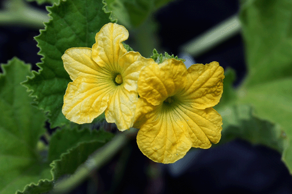 Cantaloupe Bloom