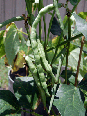 Cowpea pods