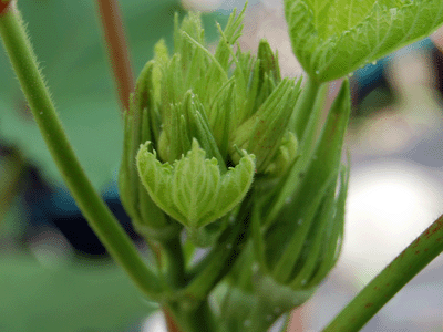 Okra Flowers Pre-Bloom