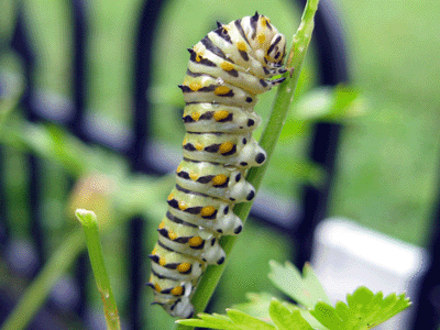 Garden Caterpillar