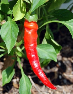 3 Health Benefits of Cayenne Pepper | Vegetable Garden Blog