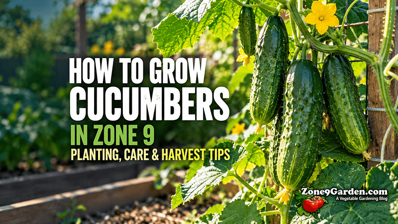 How to Grow Cucumbers in Zone 9 | Zone 9 Garden How to Grow Cucumbers in Zone 9