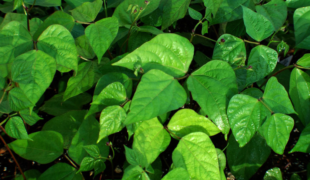 How to Grow Green Beans Vegetable Garden Blog